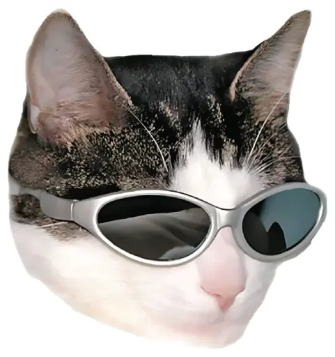Shady Cat