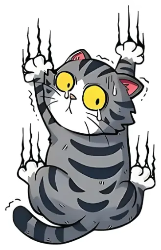 Grey cat